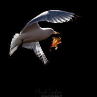 Mouette tridactyle: transport de matériau pour le nid