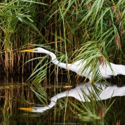 Grande aigrette