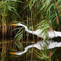 Grande aigrette