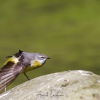 Bergeronnette des ruissseaux