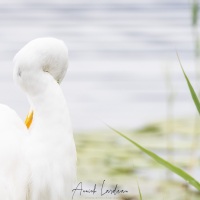 Grande aigrette