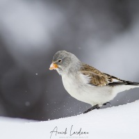 Niverolle alpine