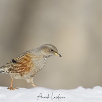 Ascenteur alpin