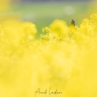 Bergeronnette printanière