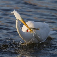 Grande aigrette