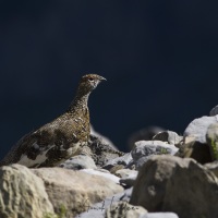 Lagopède alpin