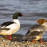 Harle bièvre - couple