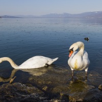 Cygnes tuberculés