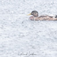 Canard colvert