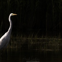 Grande aigrette