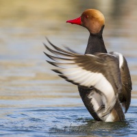 Nette rousse