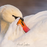 Cygne tuberculé