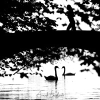 Cygne tuberculé / Le pont