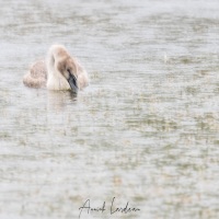 Cygne tuberculé
