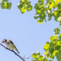 Chardonneret élégant
