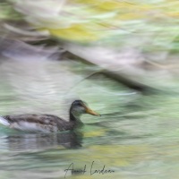 Canard colvert