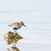 Bécasseau variable