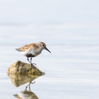 Bécasseau variable