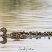 canard colvert