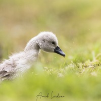 Cygne tuberculé