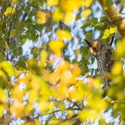 Hibou moyen duc