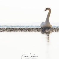 Cygne tuberculé