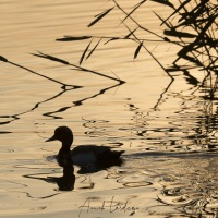 Fuligule morillon