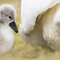 Cygne tuberculé