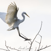 Grande aigrette