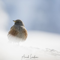 Ascenteur alpin