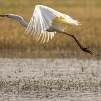 Grande aigrette