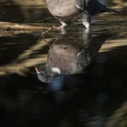 Pigeon ramier