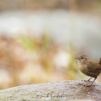 Troglodyte mignon