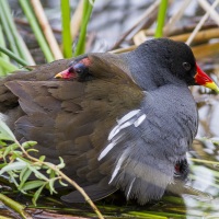 Poule d'eau