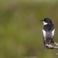 Gobemouche noir