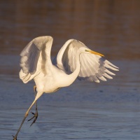 grande aigrette