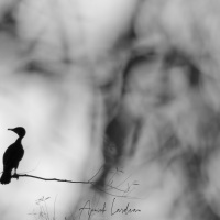 Grand cormoran