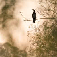 Grand cormoran