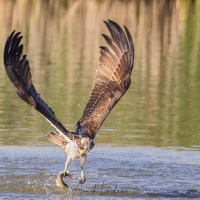 Balbuzard pêcheur