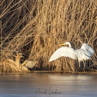 Grande aigrette et butor étoilé