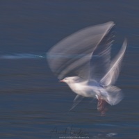 Mouette rieuse