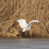 Grande aigrette et butor étoilé