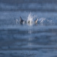 Mouette rieuse