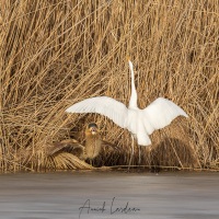 Grande aigrette et butor étoilé