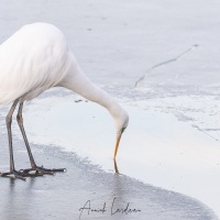 Grande aigrette