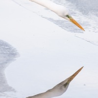 Grande aigrette
