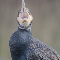 Grand cormoran