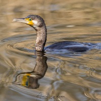 Grand cormoran