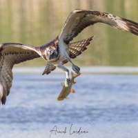 Balbuzard pêcheur