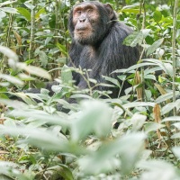 Chimpanzé